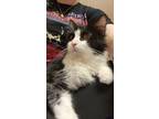 Hanu *bonded Pair*, Domestic Longhair For Adoption In Wausau, Wisconsin