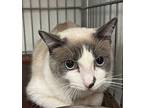 Monte, Siamese For Adoption In Rock Springs, Wyoming