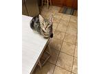 Peewee, American Shorthair For Adoption In Olive Branch, Mississippi