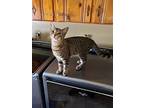 Dallas, American Shorthair For Adoption In Olive Branch, Mississippi