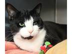 Tocix, Domestic Shorthair For Adoption In Forked River, New Jersey