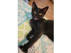 Jackie Brown, Domestic Shorthair For Adoption In Irvine, California