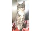 Snow, Domestic Mediumhair For Adoption In Manahawkin, New Jersey