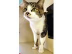 Mystery, Domestic Shorthair For Adoption In Gloucester, Massachusetts