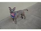 Cadbury, American Staffordshire Terrier For Adoption In Mckinney, Texas