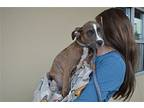 Wren, American Staffordshire Terrier For Adoption In Mckinney, Texas