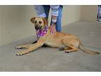 Daffodil, Labrador Retriever For Adoption In Mckinney, Texas