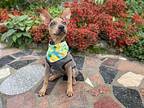 Puff, Terrier (unknown Type, Medium) For Adoption In Belmont, California