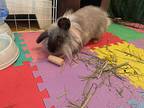 Lily, Lionhead For Adoption In Plymouth, Minnesota
