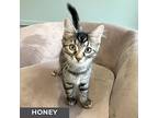 Honey, Domestic Mediumhair For Adoption In Toronto, Ontario