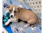 Tweeter Boxer Puppy Male