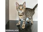 Marmalade, Domestic Shorthair For Adoption In Toronto, Ontario