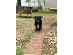 Tom, Labrador Retriever For Adoption In Saugus, Massachusetts