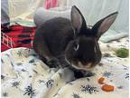 Cadbury, Dwarf For Adoption In Greater Napanee, Ontario