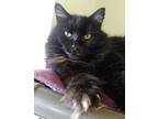 Vader, Domestic Longhair For Adoption In Belmont, New York
