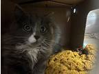 Gracie, Domestic Longhair For Adoption In Greater Napanee, Ontario