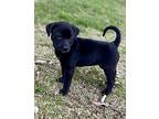 Abbie, Labrador Retriever For Adoption In Jackson, Tennessee