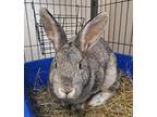 Miss Bianca, Chinchilla, American For Adoption In Westford, Massachusetts