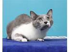 Munchkin (bonded Pair With Petunia), Domestic Shorthair For Adoption In Parma