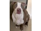 Prince, American Pit Bull Terrier For Adoption In Newport News, Virginia