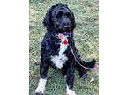 Domino, Portuguese Water Dog For Adoption In Syracuse, New York