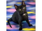 Baby Jane, Domestic Shorthair For Adoption In Delray Beach, Florida