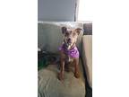 Lizy, Miniature Pinscher For Adoption In Lake Forest, California