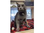 Coco, Domestic Shorthair For Adoption In Lincoln, Nebraska