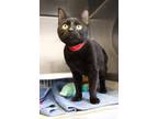 Zoboomafoo Domestic Shorthair Adult Female