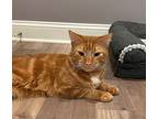 Wheeler (le), Domestic Shorthair For Adoption In Little Falls, New Jersey