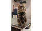 Skipper (le), Domestic Longhair For Adoption In Little Falls, New Jersey