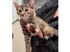 Charlie, Domestic Shorthair For Adoption In Mocksville, North Carolina