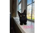 Annie, Domestic Shorthair For Adoption In Manor, Texas