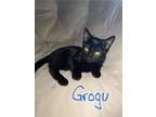 Grogu, Domestic Shorthair For Adoption In Manor, Texas