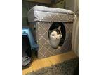 Olaf, Domestic Shorthair For Adoption In Bellingham, Washington