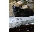 Tiny Timmy, Domestic Shorthair For Adoption In Clarksville, Tennessee
