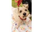 Braylee, Terrier (unknown Type, Small) For Adoption In Houston, Texas