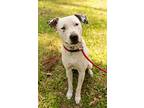 Rachel, Labrador Retriever For Adoption In Houston, Texas