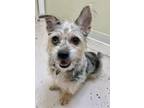 Rockstar, Terrier (unknown Type, Small) For Adoption In Pekin, Illinois