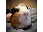 Maui, Guinea Pig For Adoption In Oakland, New Jersey