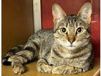 Rosalia, Domestic Shorthair For Adoption In Phoenix, Arizona