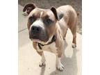 Chunks, American Pit Bull Terrier For Adoption In South Bend, Indiana