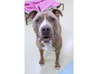 Tyga, American Pit Bull Terrier For Adoption In Chicago, Illinois