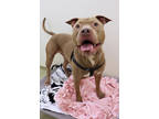 Kane, American Pit Bull Terrier For Adoption In Chicago, Illinois
