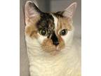 Helen Bonded With Athena, Calico For Adoption In South Salem, New York