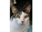 Oliver, Domestic Shorthair For Adoption In Madison, New Jersey