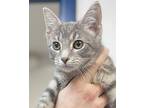 Silver And Nickel!, Bombay For Adoption In South Salem, New York