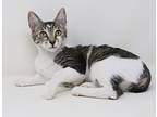 Tia Is A Tiny Treasure!, Domestic Shorthair For Adoption In South Salem