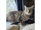 Maria, Domestic Shorthair For Adoption In Fort Worth, Texas