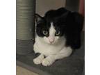 Drizzle, Domestic Shorthair For Adoption In Fort Worth, Texas